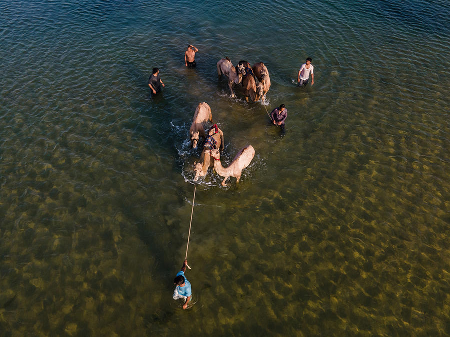 Camel Photograph - The Traditional Bath! by Shyjith Kannur