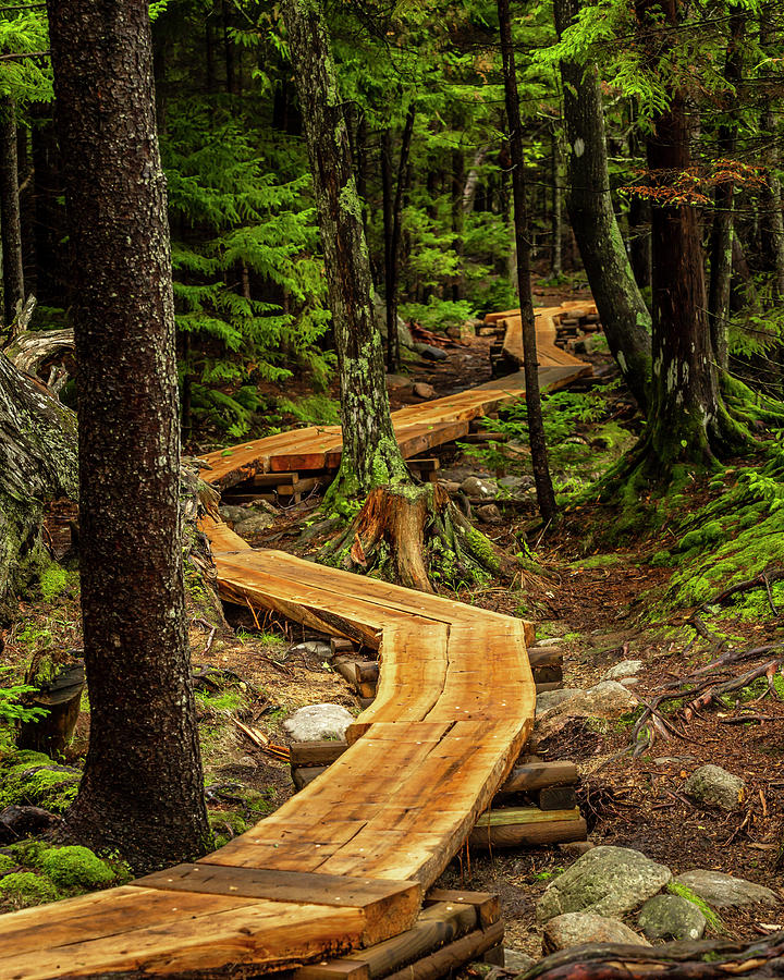Acadia National Park Photograph - The Trail by Ray Silva