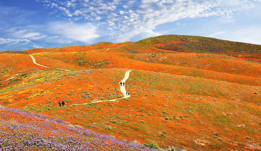 The Trail Through The Poppies Photograph by Endre Balogh