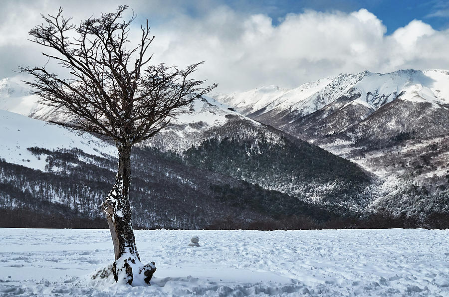 The tree and the beautiful snowy paradise by Eduardo Jose Accorinti The tree and the beautiful snowy paradise by Eduardo Jose Accorinti