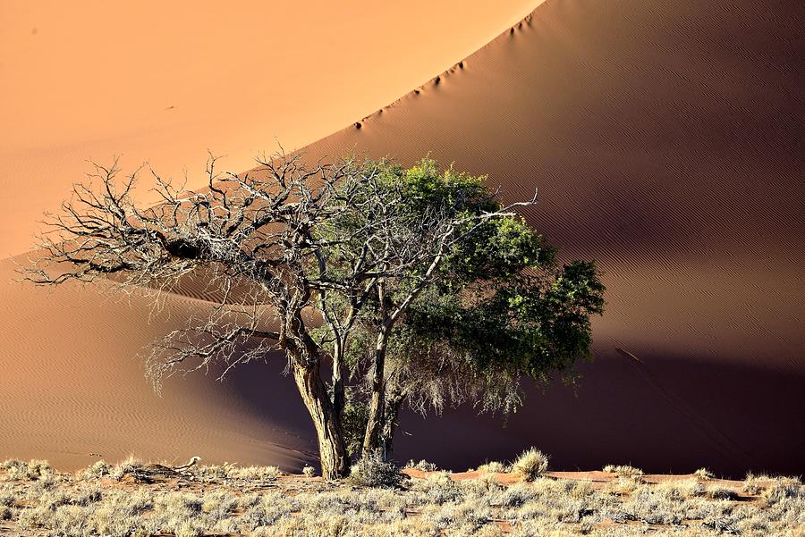 Nature Photograph - The Tree And The Desert by Giuseppe Damico