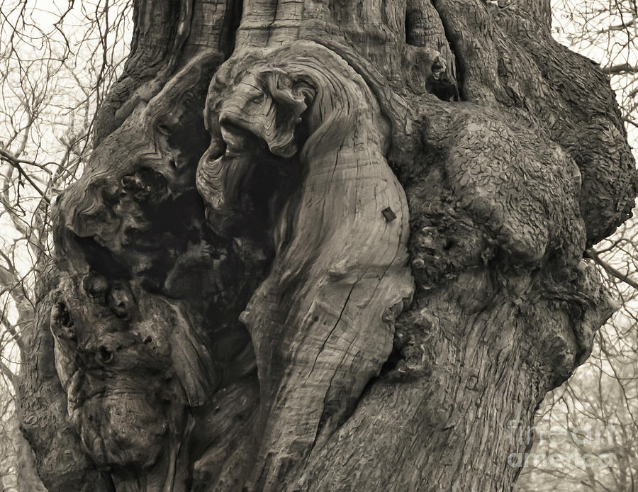 The Tree and the Faces Photograph by Catherine Sullivan