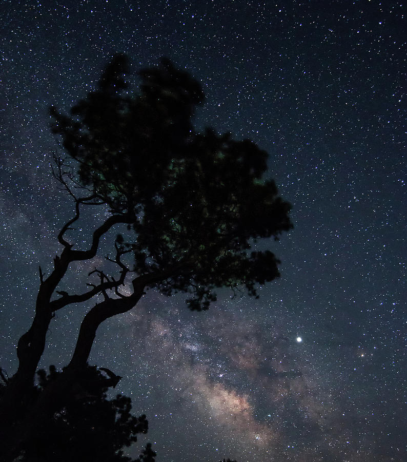 The Tree and the Stars Photograph by Ken Fullerton