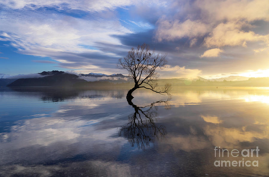 Winter Photograph - The Tree At Lake Wanaka by Simon Bradfield