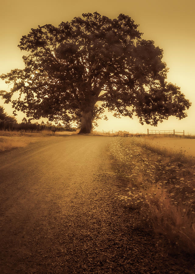 The Tree at the End of the Road Photograph by Don Schwartz