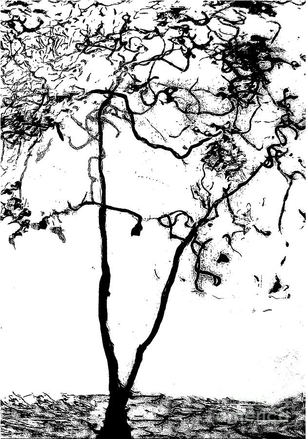 The Tree Black and White Drawing 300 by Sharon Williams Eng The Tree Black and White Drawing 300 by Sharon Williams Eng