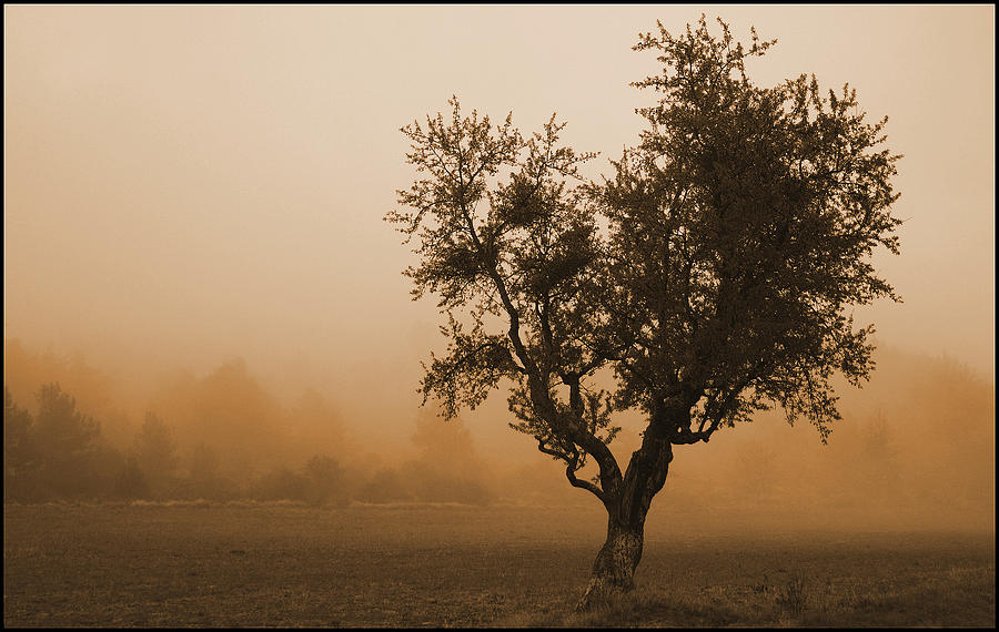 The Tree Photograph by Bror Johansson