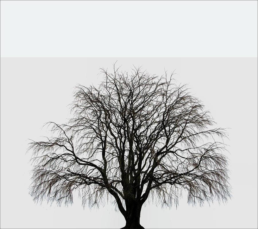 The Tree By The Side Of The Road by Jim Dollar The Tree By The Side Of The Road by Jim Dollar