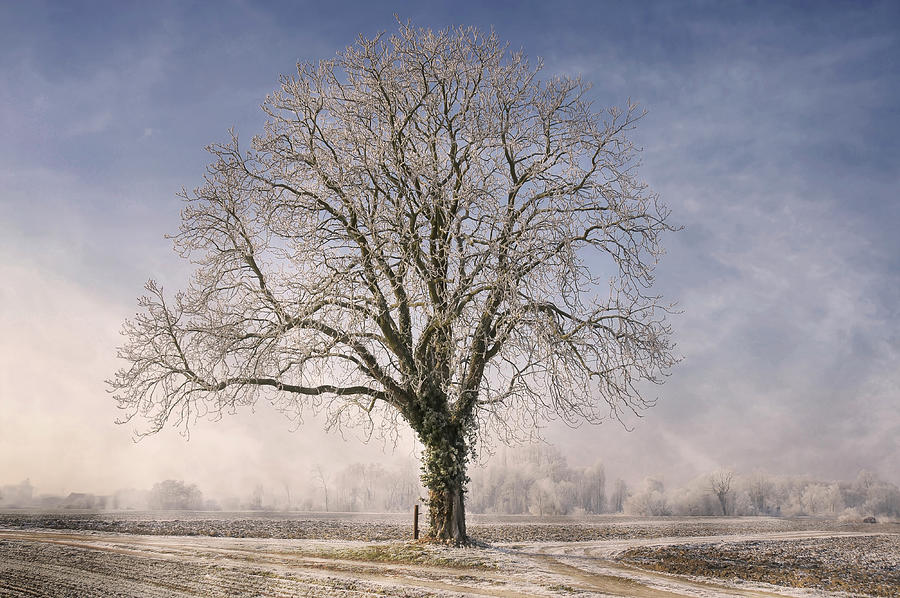 The Tree Fairy Tale Painting by Philippe Sainte-laudy | Fine Art America