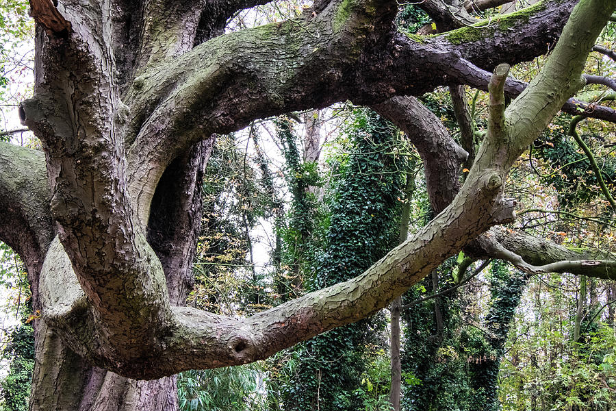 Nature Photograph - The Tree Hole by Inge Elewaut