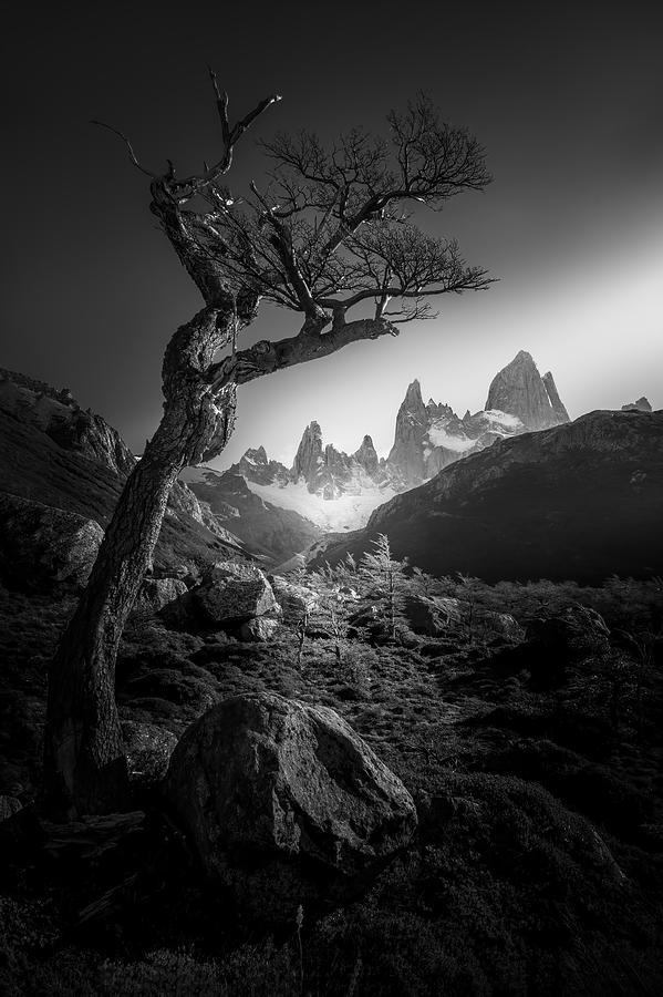 Tree Photograph - The Tree In  Fitz Roy Mountains by Gu And Hongchao