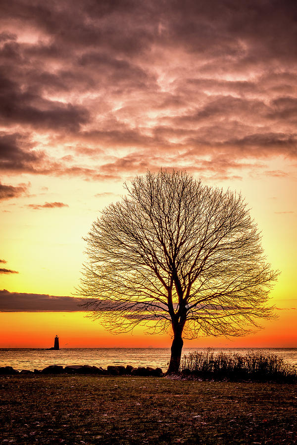 The Tree Photograph by Jeff Sinon