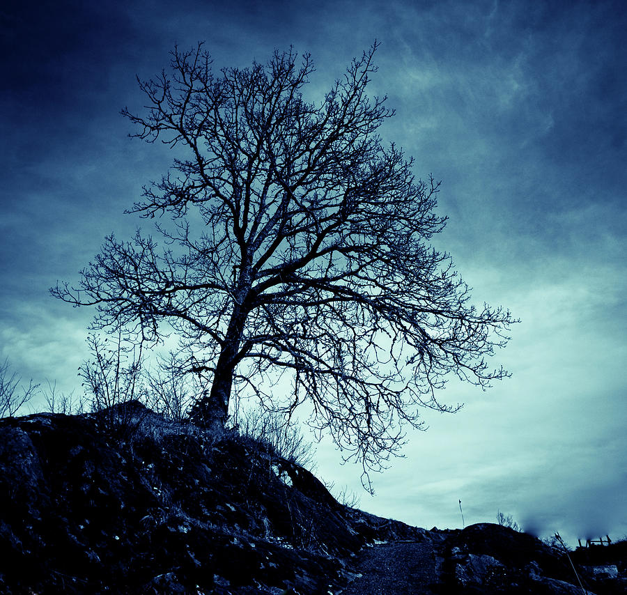 The Tree Moody Photograph by Einar Soyland Photography