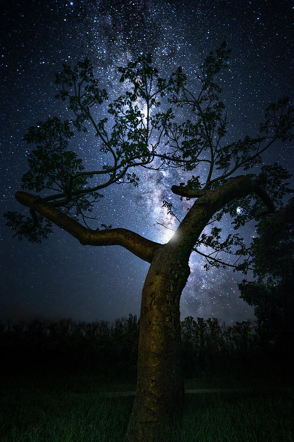 The Tree of Knowledge Photograph by Mark Andrew Thomas