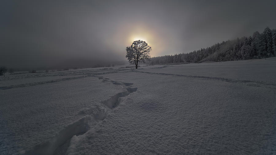 The Tree Of Life Photograph by Gregor Kresal