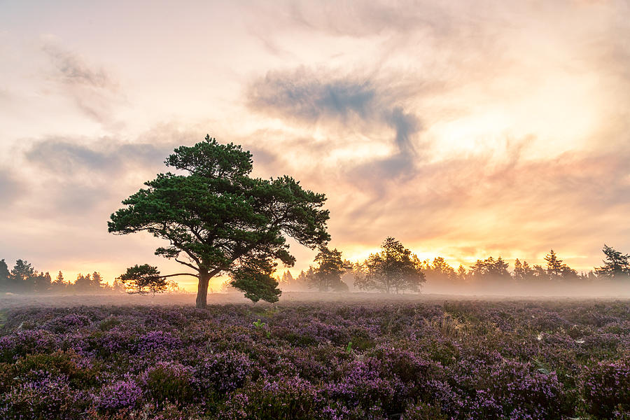 The Tree On The Heath. Photograph by Leif Lndal