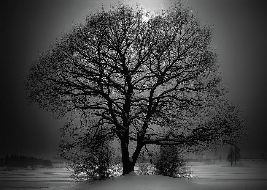 The Tree by S J Bryant The Tree by S J Bryant