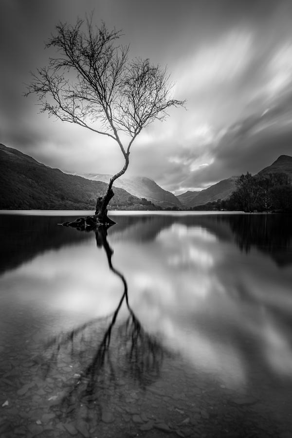 The Tree Photograph by Selaru Ovidiu