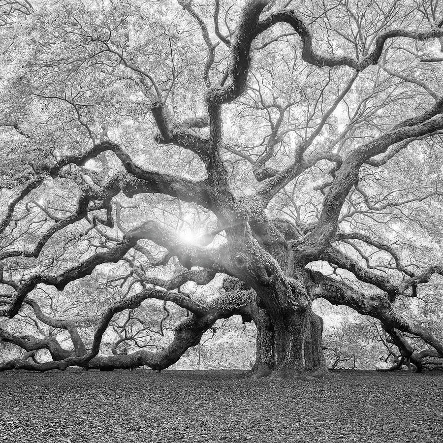 Nature Photograph - The Tree Square-bw 2 by Moises Levy