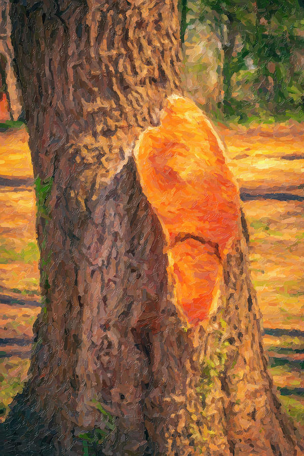 The Tree Trunk by David Chiles The Tree Trunk by David Chiles