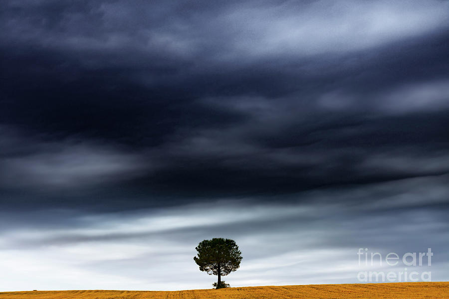 The tree under the storm Photograph by Vicente Sargues