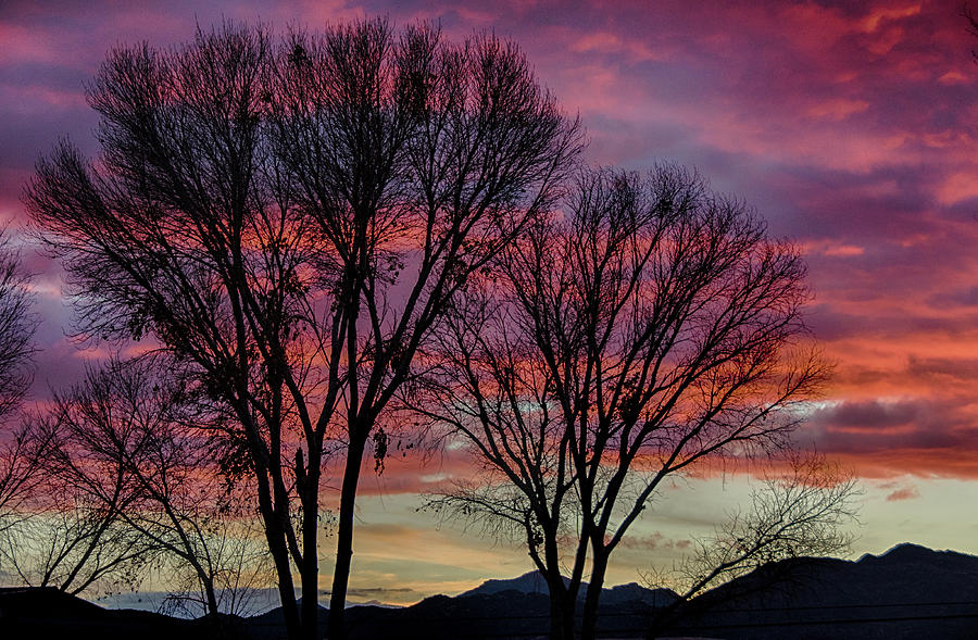 The trees know sunset Photograph by Gaelyn Olmsted