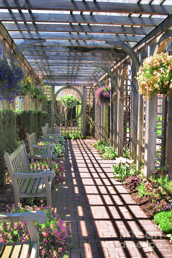 The Trellis 2 by Steve Edwards The Trellis 2 by Steve Edwards