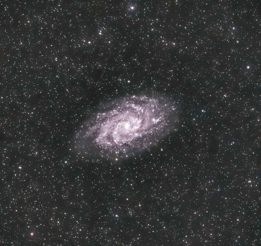 The Triangulum Galaxy Photograph by Basudeb Chakrabarti