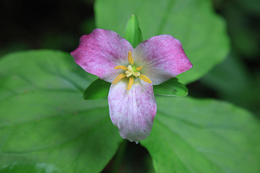 Bract Photograph - The Trillium Is A Perennial Flowering by Mallorie Ostrowitz