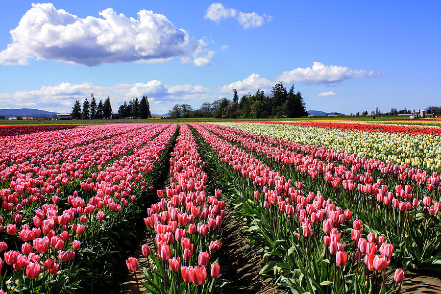 The Tulip Fields Photograph by Sandie Banni - Fine Art America