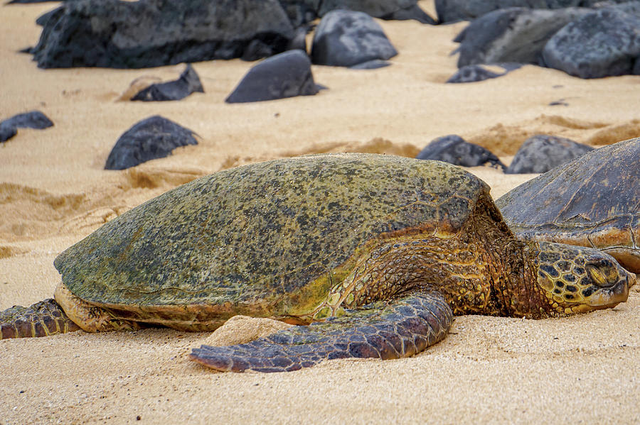 The Turtle Sleeps Photograph by Elisabeth Wild - Fine Art America