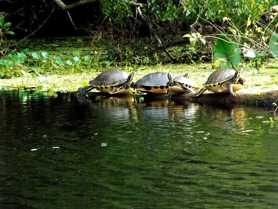 The Turtle Train Photograph By Artistocratic Space