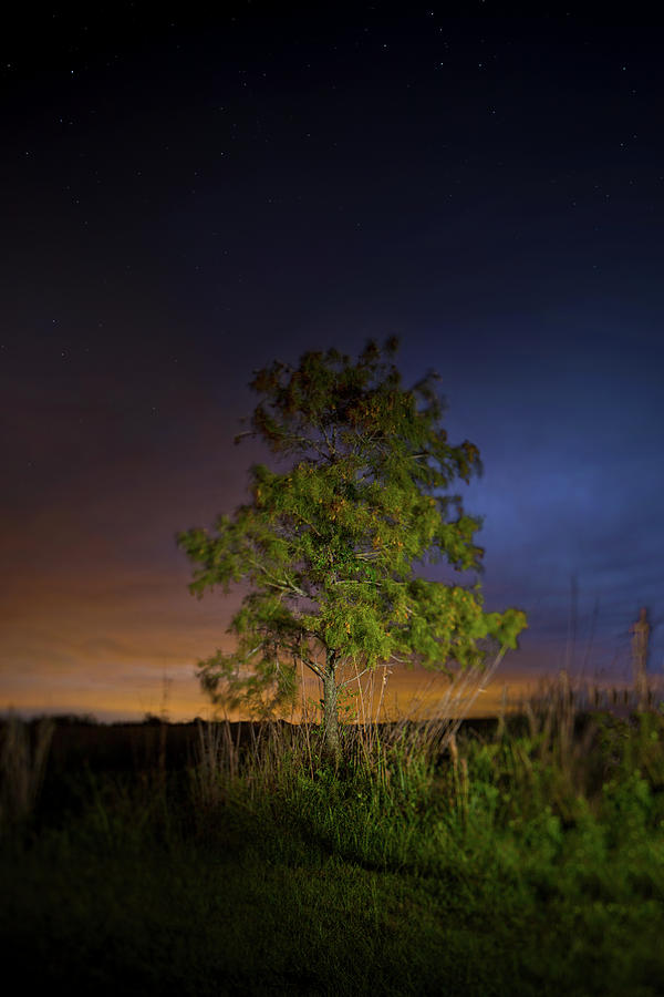 The Twilight Tree Photograph by Mark Andrew Thomas