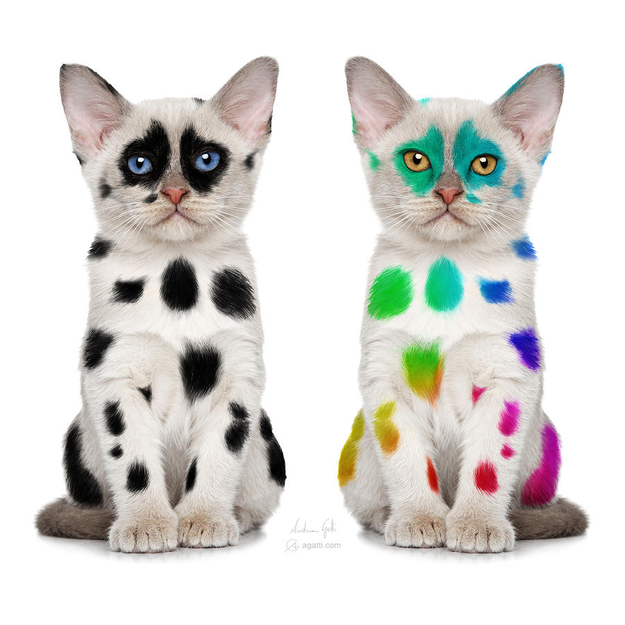 The Twins Dalmatian Cats Digital Art by Andrea Gatti