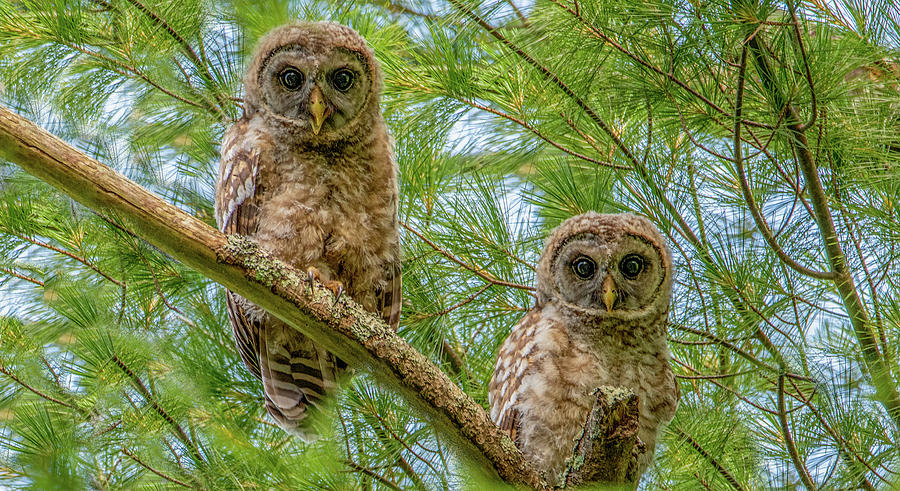 The Twins by Marcy Wielfaert The Twins by Marcy Wielfaert