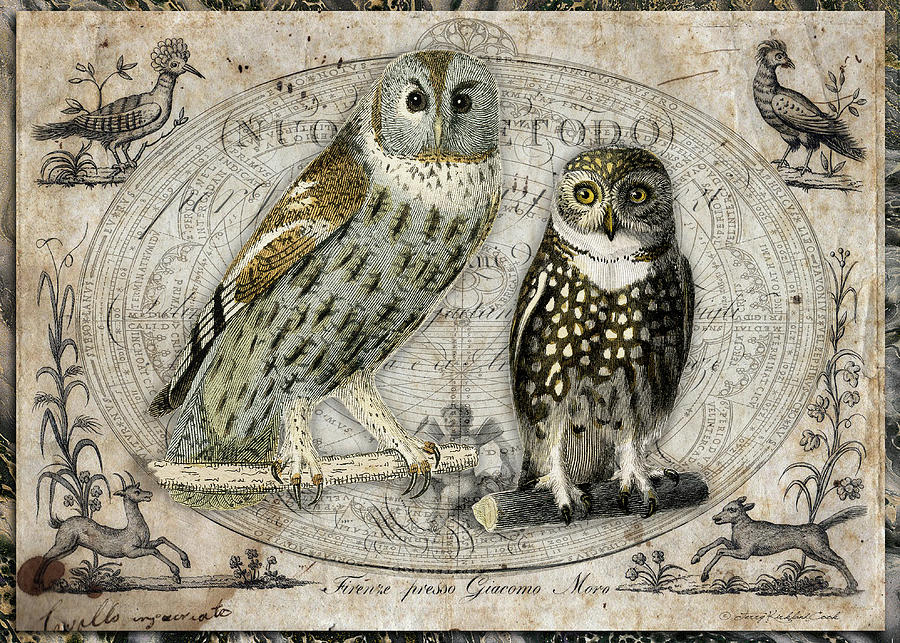 The Two Hoots Digital Art by Terry Kirkland Cook