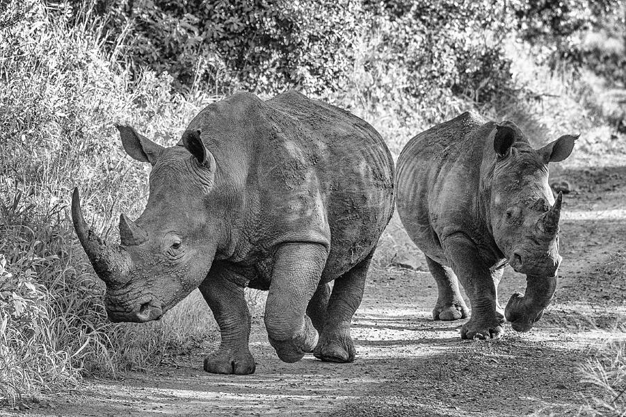 The Two Rhinos - Wildlife IIi Photograph by Regine Richter