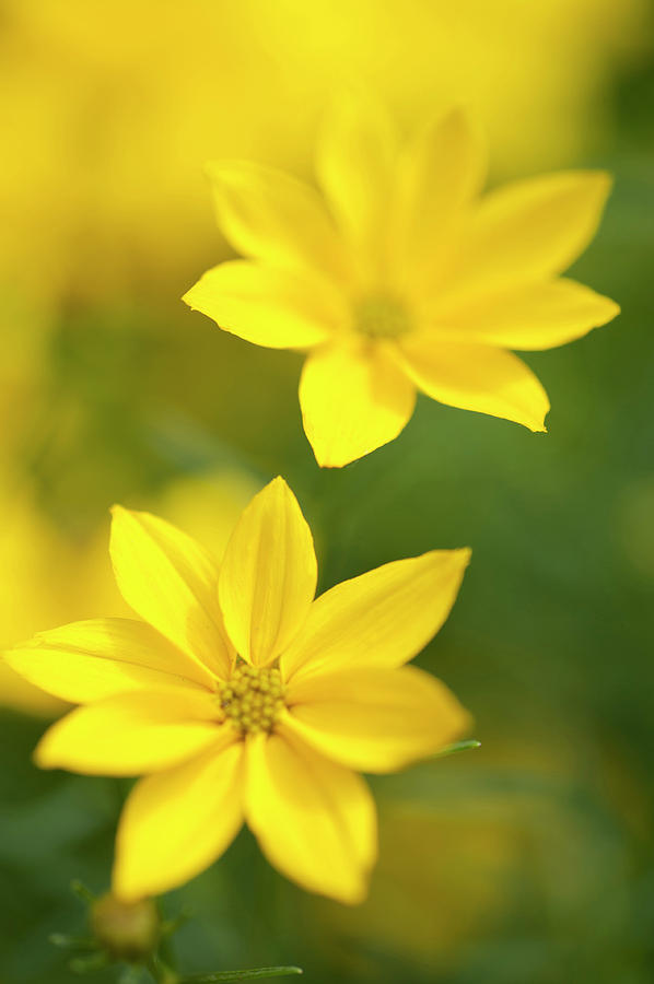 The Two. Yellow Coreopsis Photograph by Jenny Rainbow