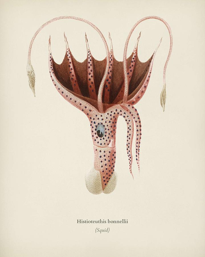 The umbrella squid  Histioteuthis bonnellii  illustrated by Charles Dessalines D Orbigny  1806 876 Painting by Celestial Images