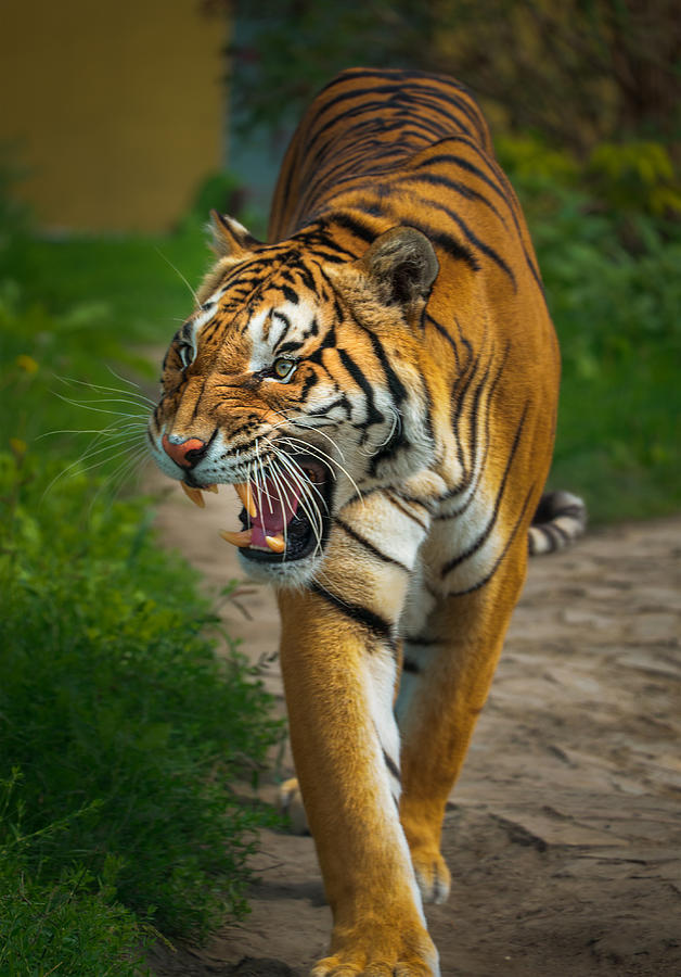 Animal Photograph - The Ungry Tiger by Ph@gh95612
