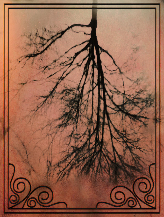 The Upside Down Tree by Jason Fink The Upside Down Tree by Jason Fink