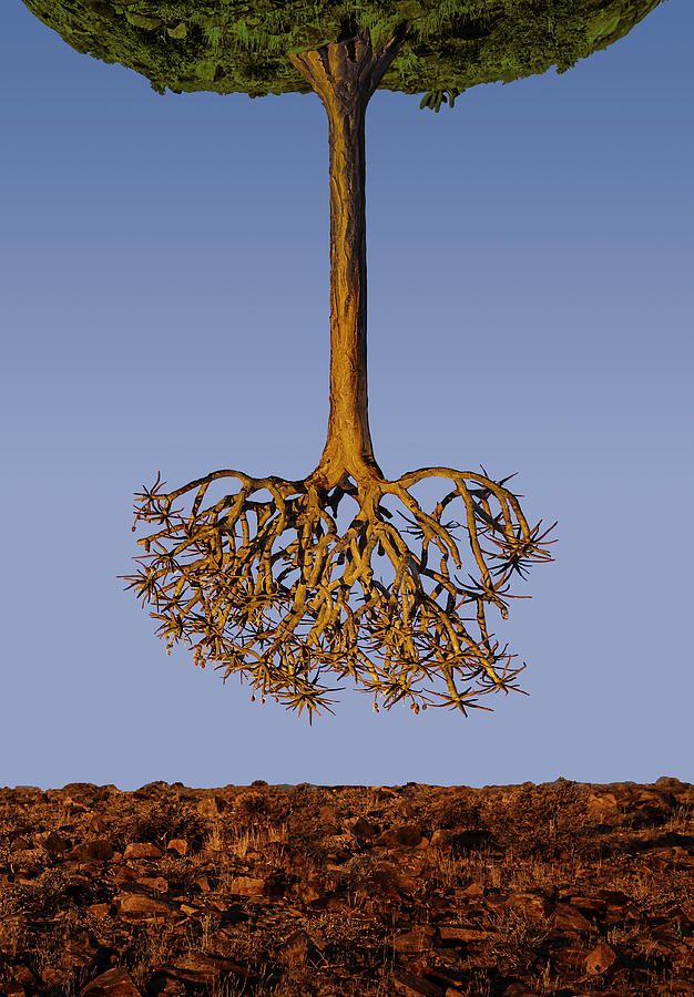 Tree Photograph - The Upside Down Tree by Neville Jones