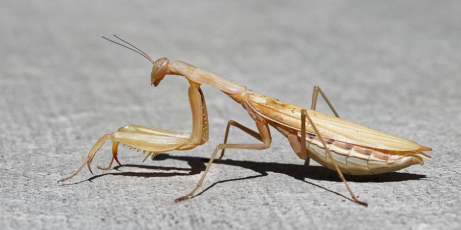 The Urban Mantis by KJ Swan The Urban Mantis by KJ Swan