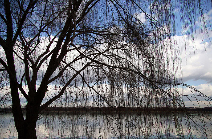 The Veil Of A Tree Photograph by Cora Wandel