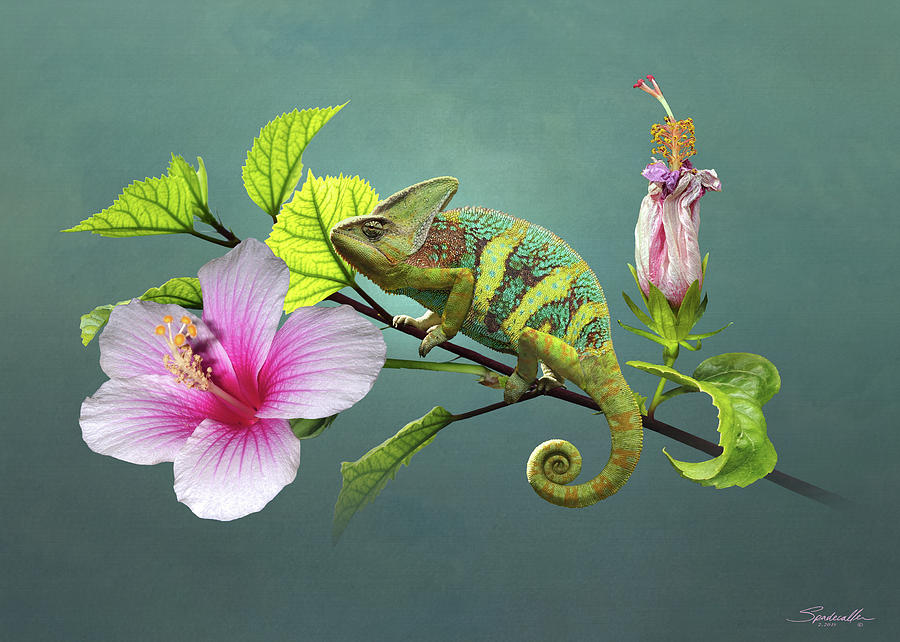 The Veiled Chameleon of Florida Digital Art by M Spadecaller