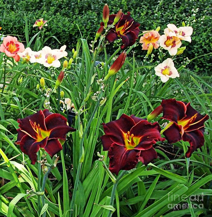 The Velvet of Day Lilies Photograph by Nancy Kane Chapman