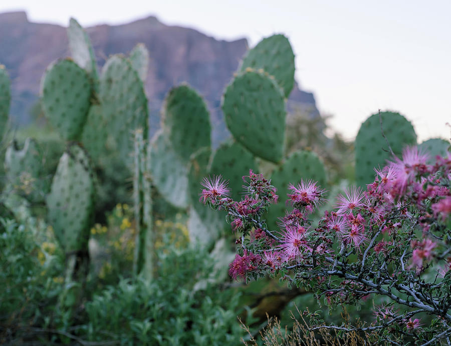 The Vibrant Desert by Margaret Pitcher The Vibrant Desert by Margaret Pitcher