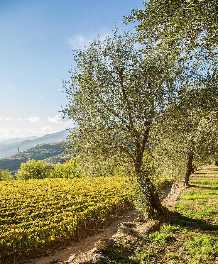 The View From The Olive Grove Over The Vineyard Toward The Open Ligurian Landscape Photograph by Imagerie