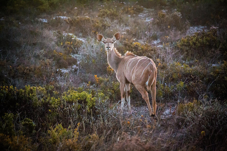 The view of White Deer in snow by Chantelle Flores