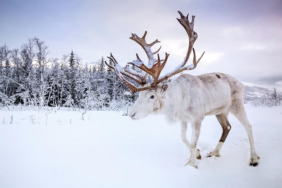 The view of White Deer in snow by Chantelle Flores